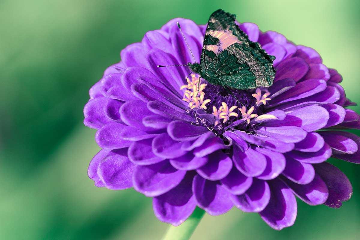 Zinnia elegans ‘Benary´s Giant’