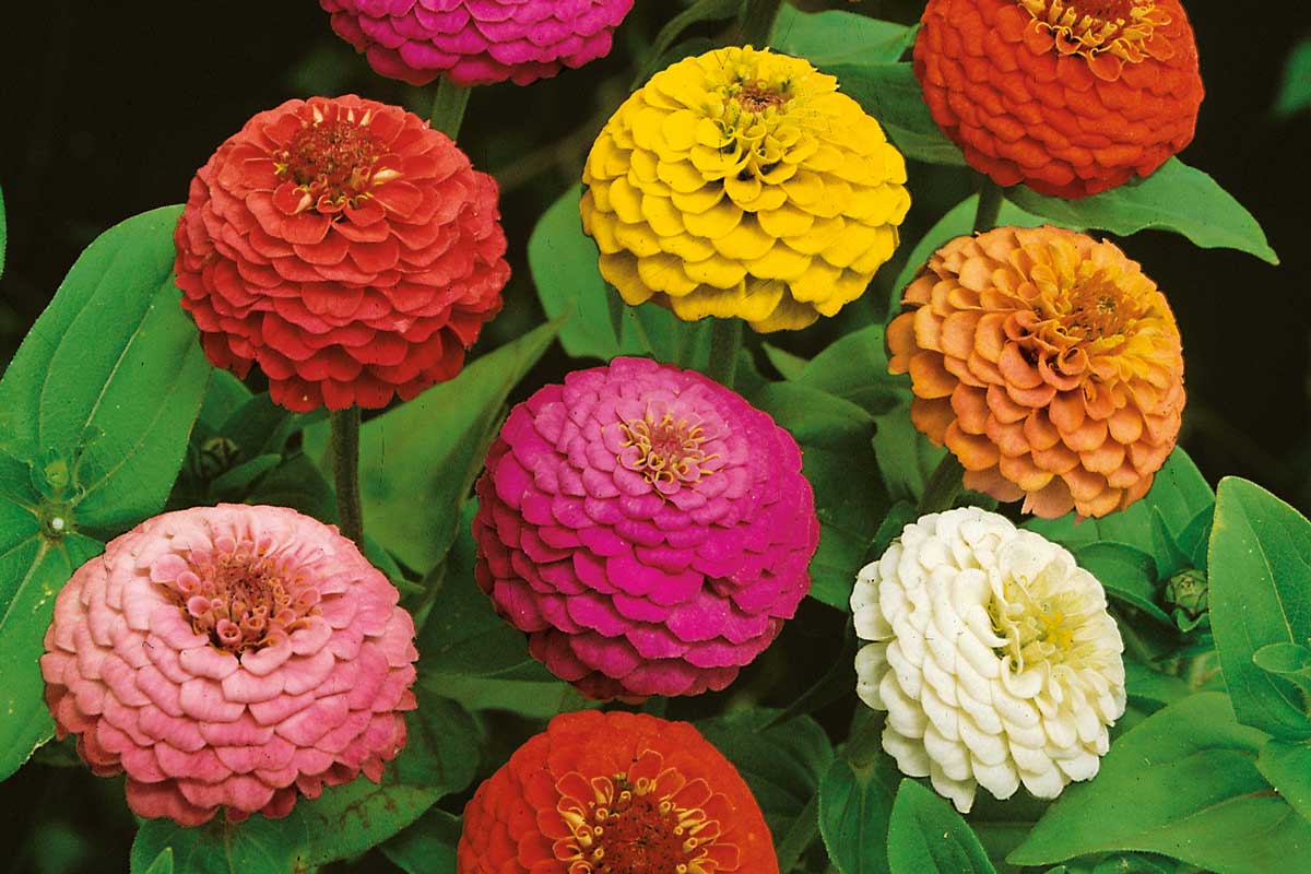 Zinnia elegans ‘Double Liliput’