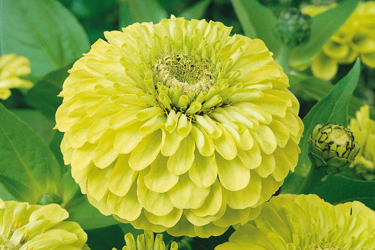 Zinnia elegans ‘Envy’