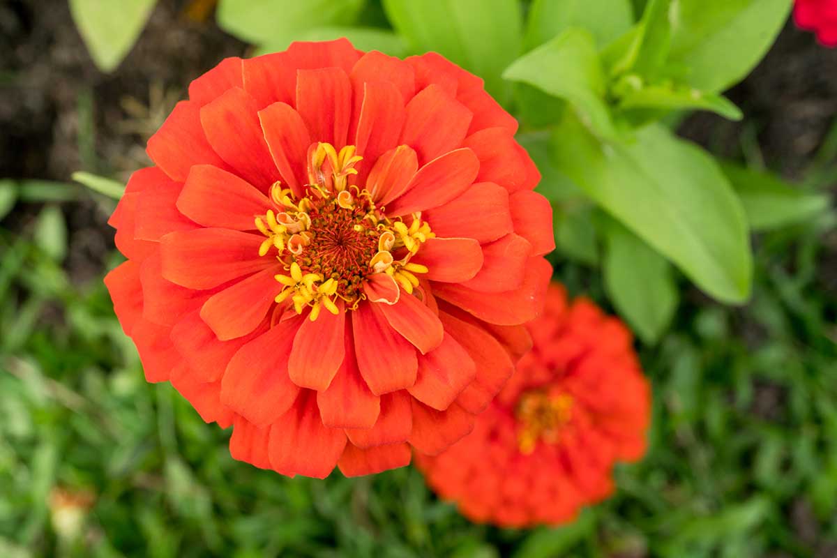 Zinnia elegans ‘Orange King’