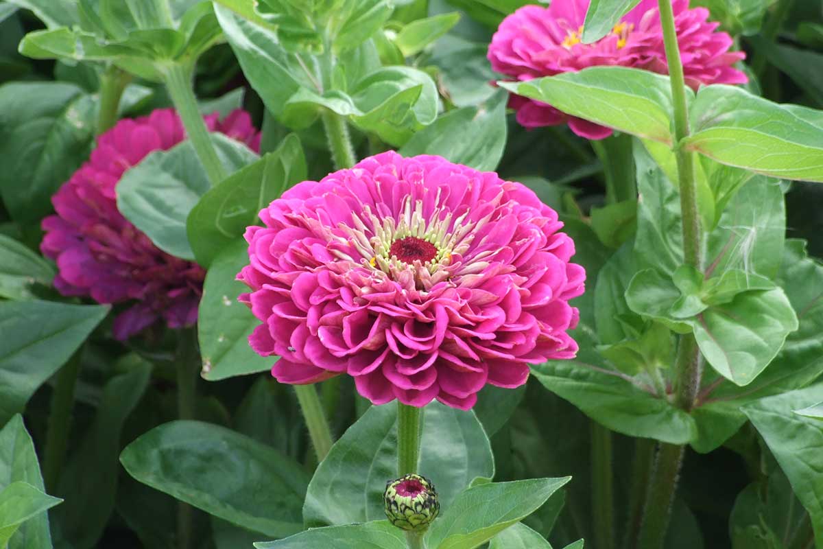 Zinnia elegans ‘Purple Prince’