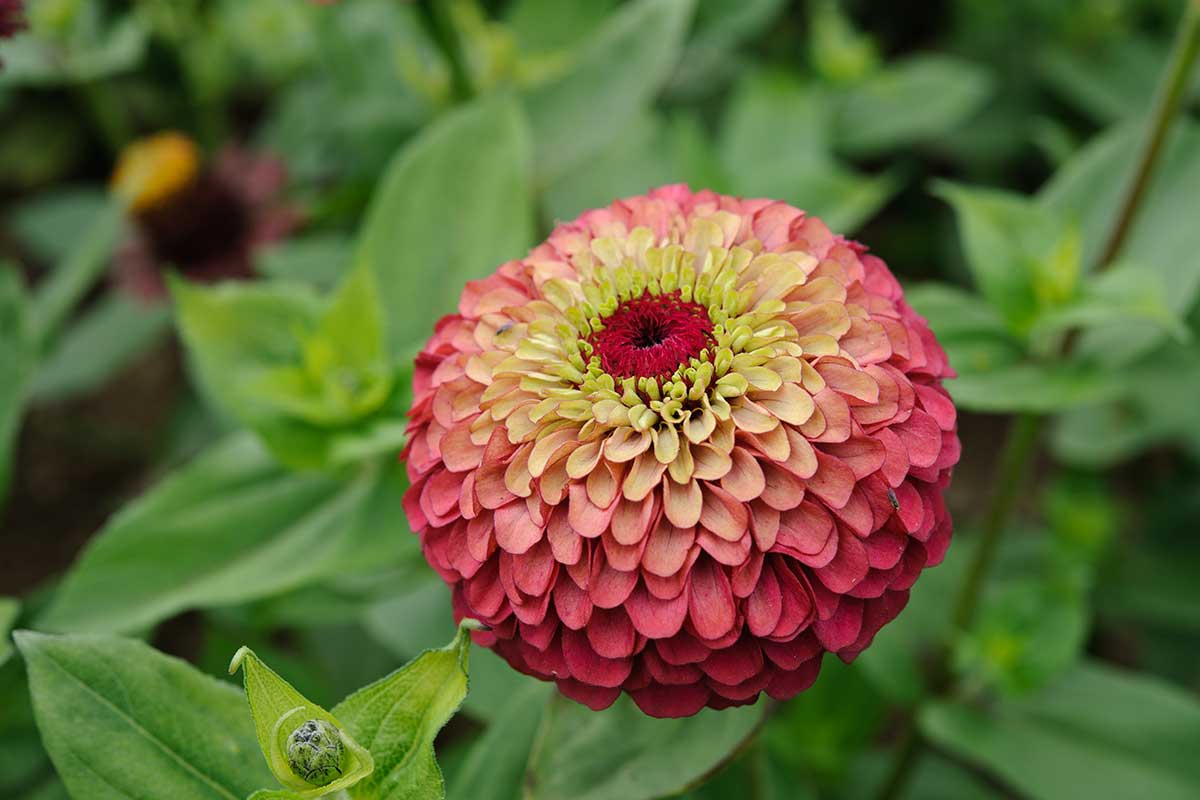 Zinnia elegans ‘Queen Red Lime’