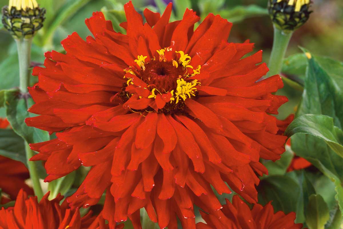 Zinnia elegans ‘Redman’