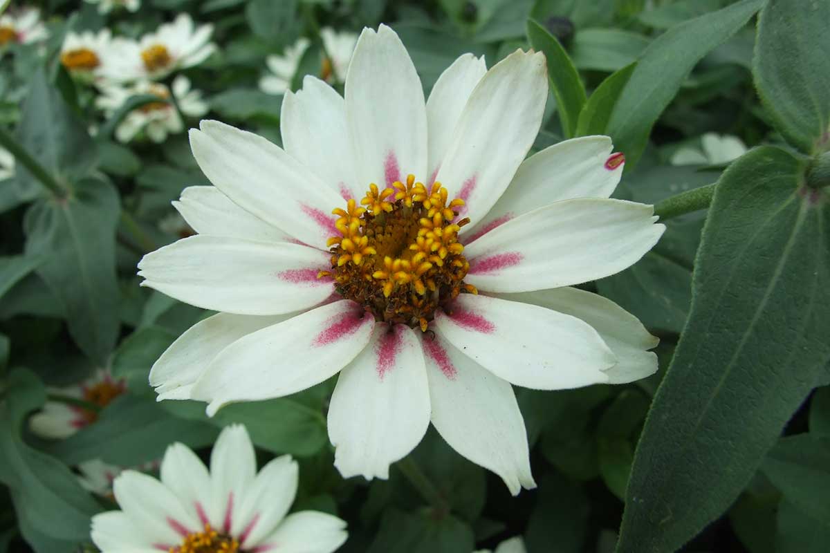 Zinnia marylandica ‘Zahara Starlight Rose’