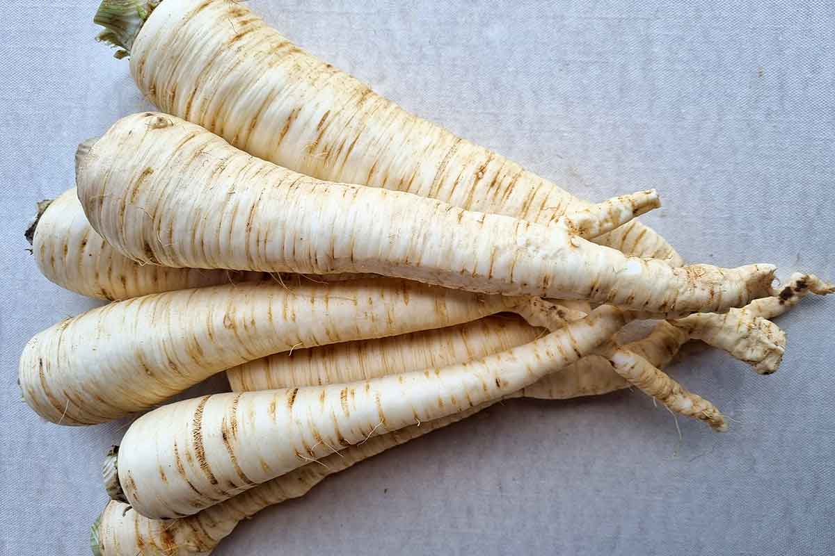 MoravoSeed Petrzlen ASTON