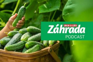 Chystáte sa pestovať uhorky? Čo je dobré vedieť nielen o ich výseve sa dozviete v najnovšom podcaste Záhrada