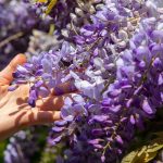 Ako pestovať vistériu