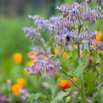 Borák a bylinky pestované zo semena