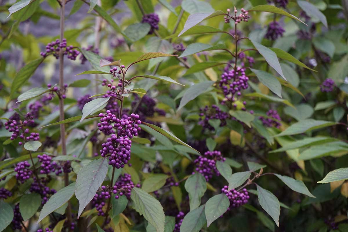 Krásnoplodka (Callicarpa bodinieri)lodka (