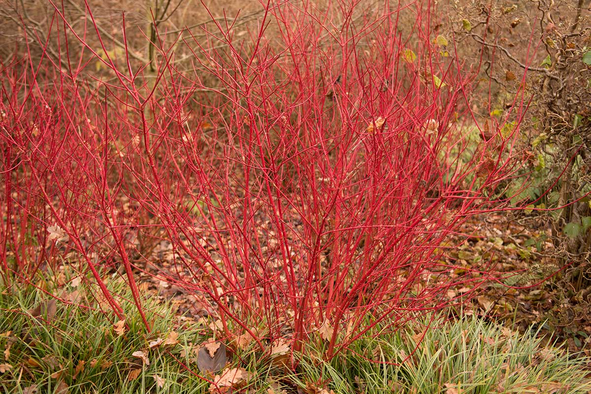 Svíb (Cornus alba)