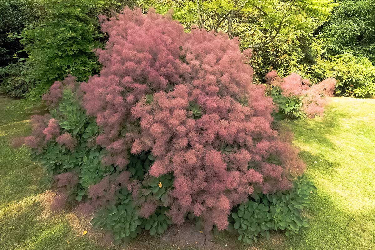 Škumpa vlasatá (Cotinus coggygria)