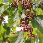 Dužistopka sladká (Hovenia dulcis)