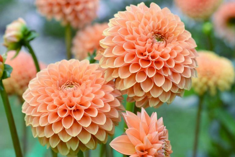 Viete, kedy a ako vysadiť hľuzy georgín? Začiatkom mája máte ešte príležitosť