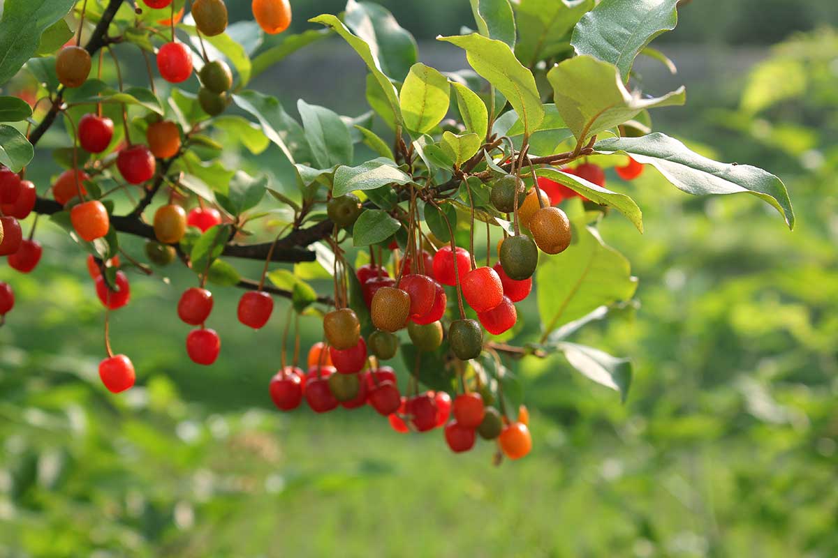 Hlošina okolíkatá (Eleagnus umbellata cv.)