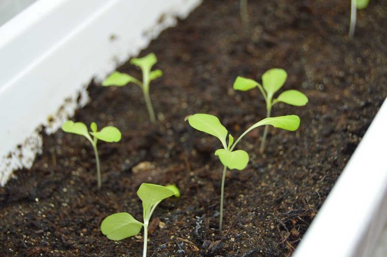 Zdravá pôda = zdravá a bohatá úroda