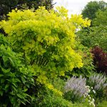 Kombinovaný živý plot