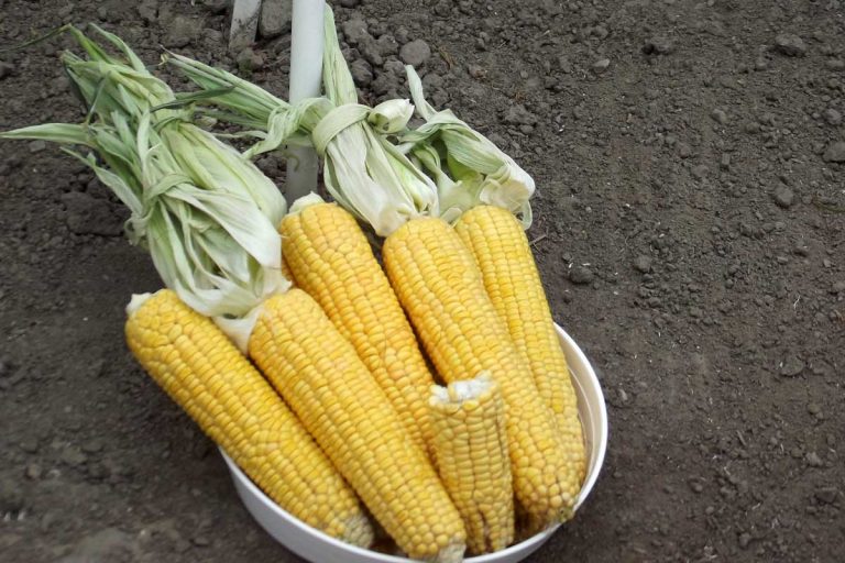 Pestujme lahôdkovú kukuricu
