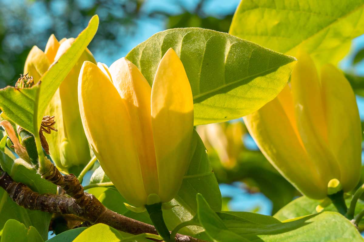 Magnólia brooklinská ‘Yellow Bird’