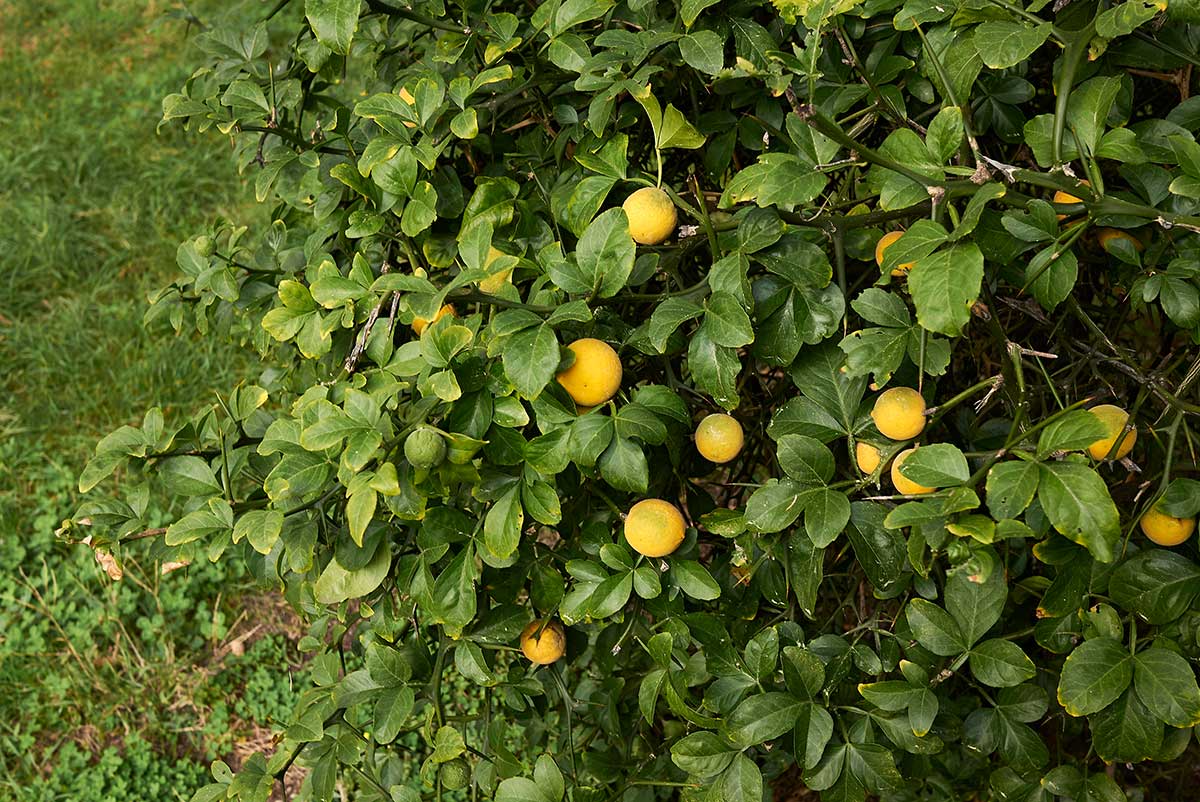 Citrónovec trojlistý (Poncirus trifoliata)