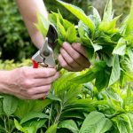 Rezanie trvaliek kvitnúcich v lete