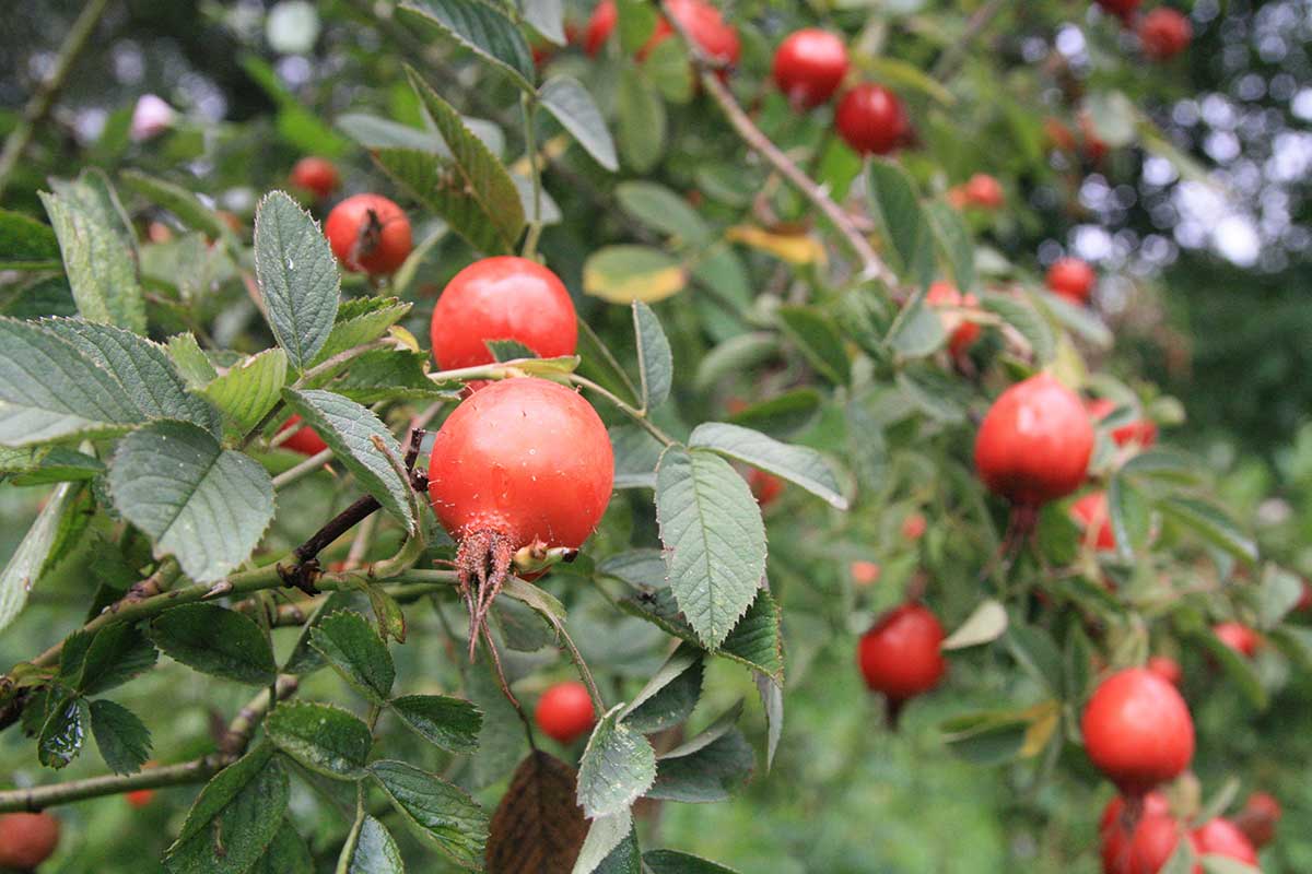 Rosa villosa 'Karpatia'