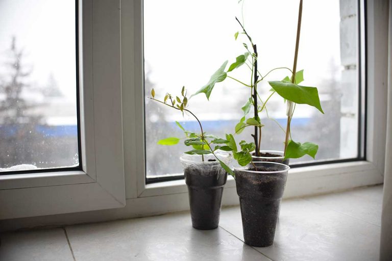 Pestujete popínavky? Vďaka tomuto triku sa pri predpestovaní do seba nezapletú