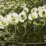 Drieň kvetnatý ´Urbiniana´ Foto: Shutterstock