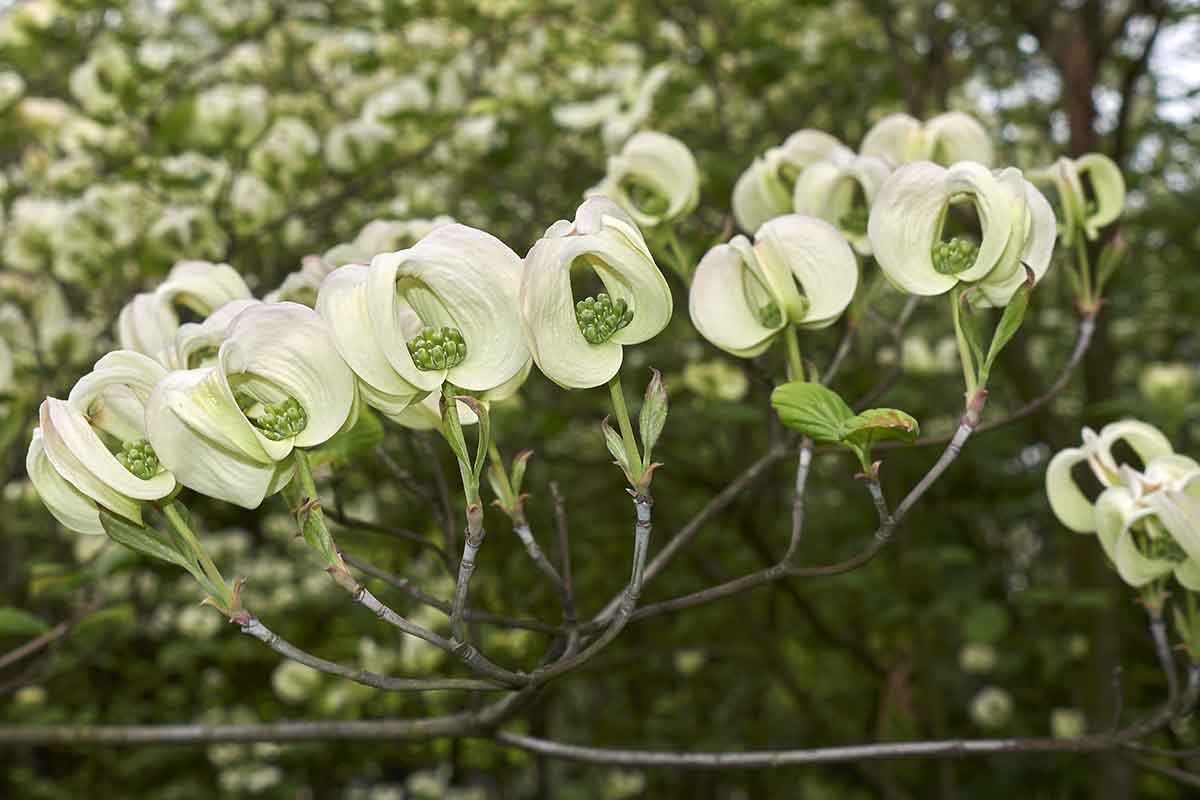 Drieň kvetnatý ´Urbiniana´ Foto: Shutterstock