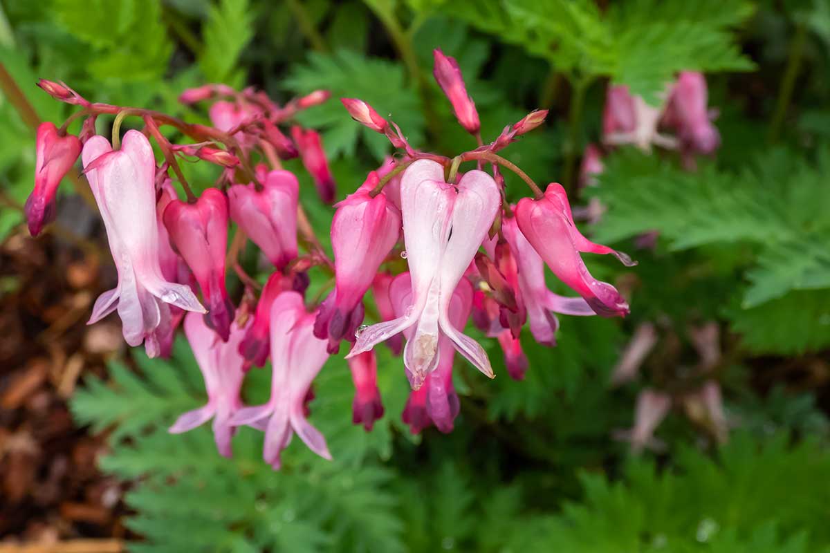 Srdcovka drobnokvetá (Dicentra eximia)