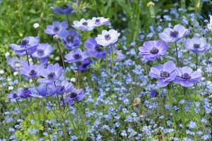 Májové srdcovky: 5 najkrajších kvetov, ktoré by nemali chýbať ani vo vašej záhrade