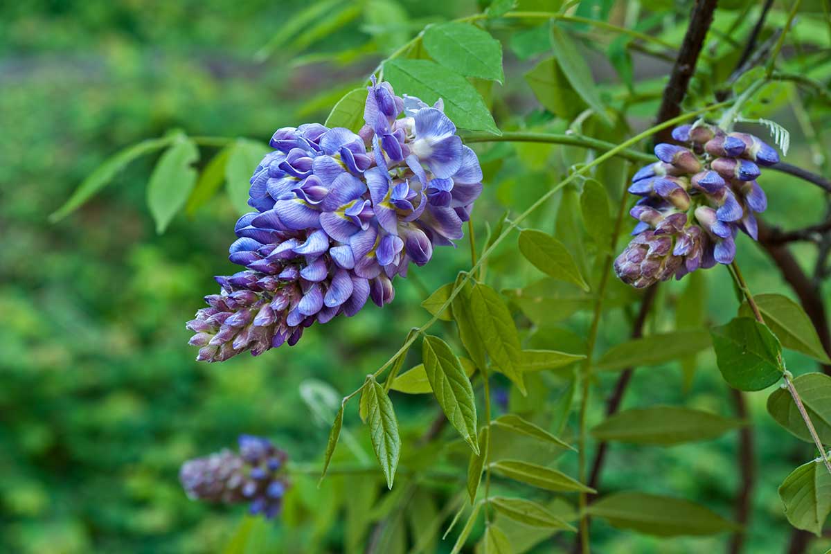 Vistéria krovitá ‘Amethyst Falls’