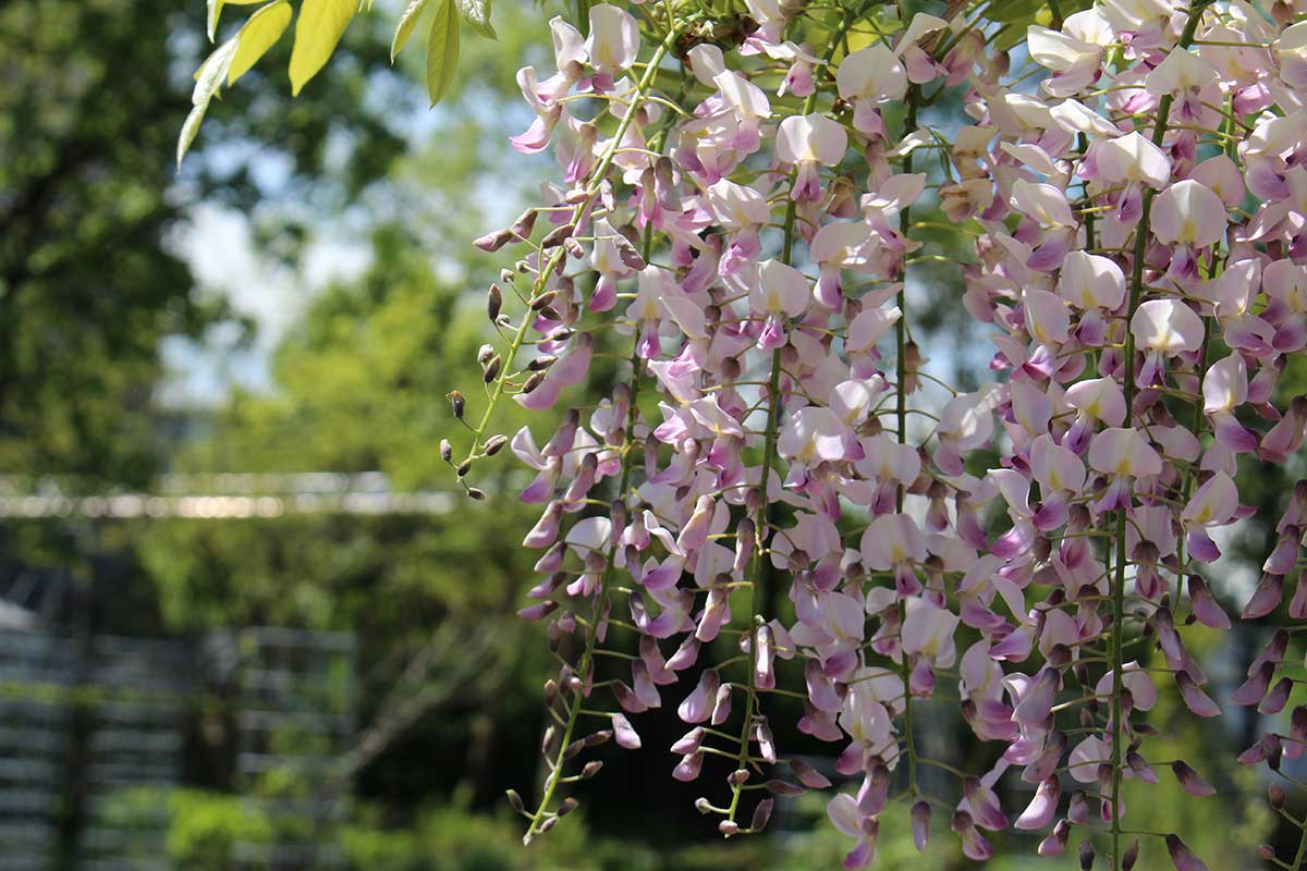 Vistéria kvetnatá ‘Rosea’