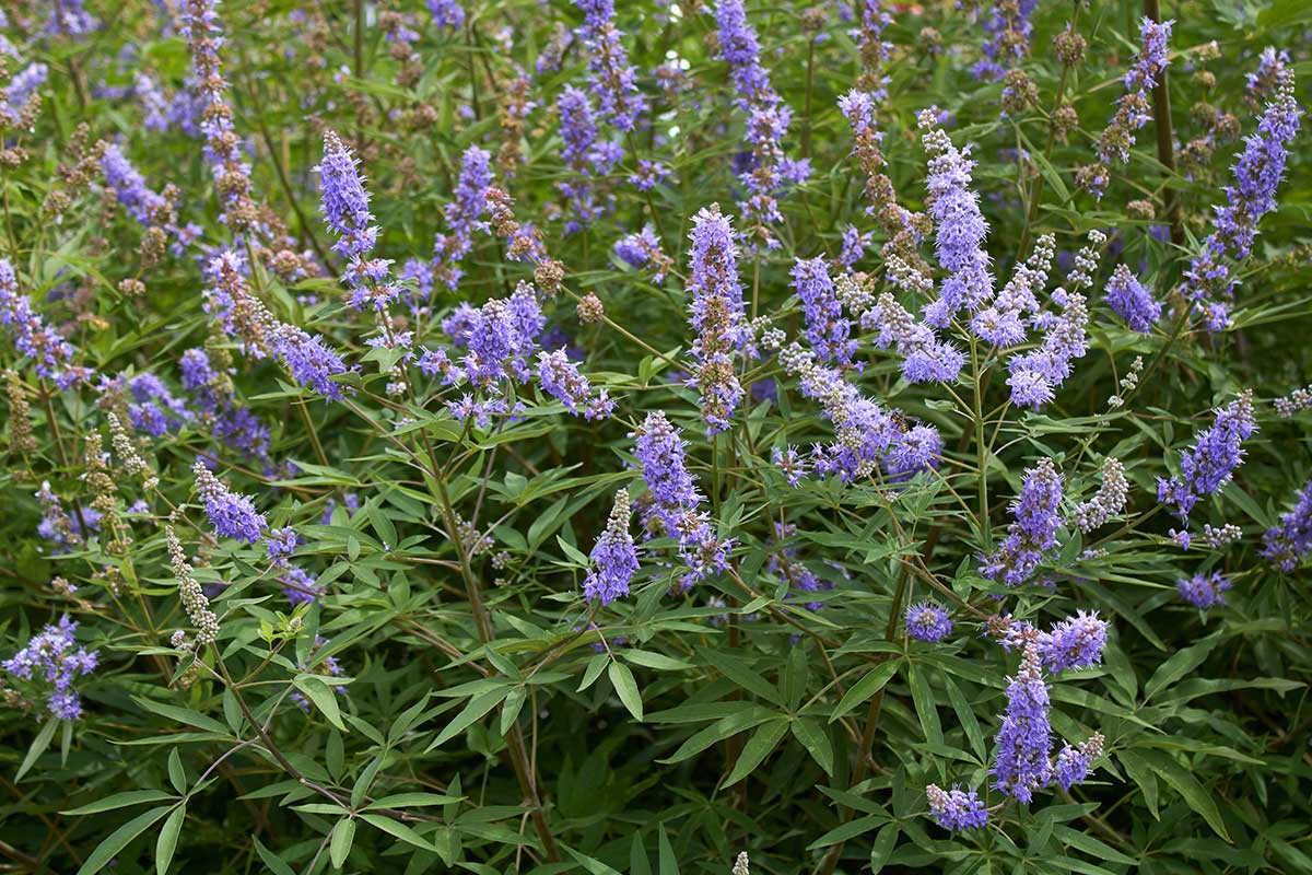 Vitex jahňací Vitex agnus castus