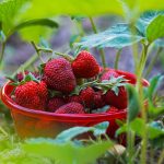 Pestovanie jahôd v záhrade