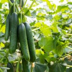 Pestovanie uhoriek v záhrade