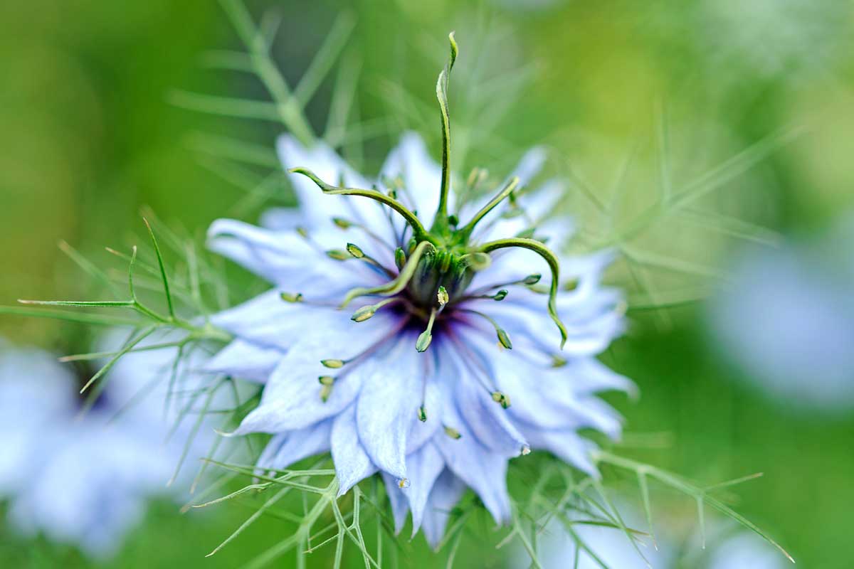 Černuška damascénska ‘Miss Jekyll’