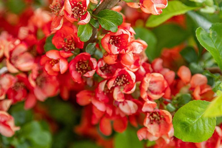 Dulovec japonský má sklony k neforemnému rastu. Ako ho rezať a tvarovať po odkvitnutí?