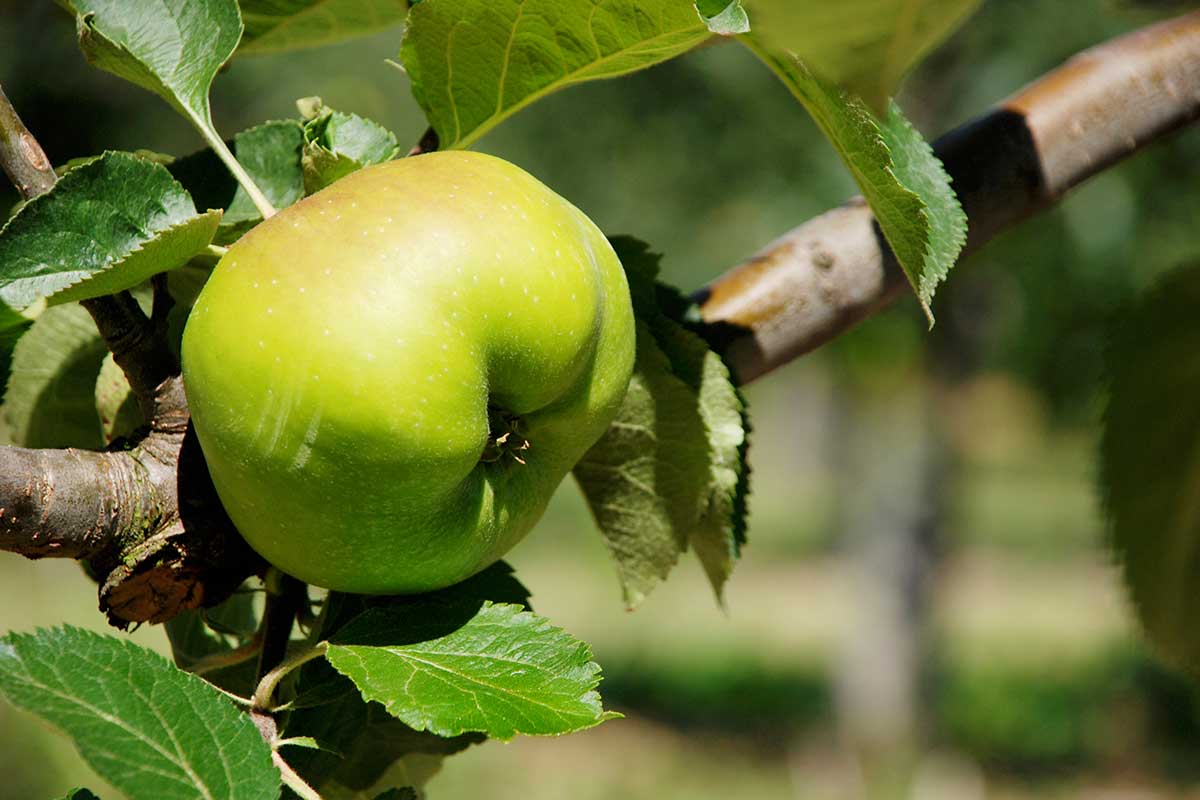 Jablká pestované v zatienenej záhrade
