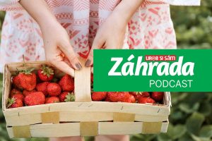 Vypočujte si mimoriadne chutnú epizódu podcastu Záhrada, v ktorej sa venujeme jahodám!