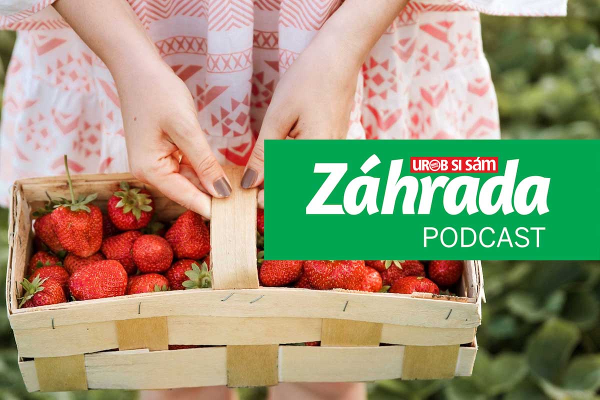 Podcast o pestovaní jahôd