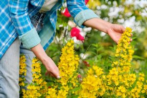 Čerkáč bodkovaný a 5 zaujímavých kvitnúcich rastlín, ktoré milujú júnové slnko