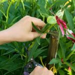 Odstraňovanie odkvitnutých kvetov trvaliek