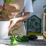 Ošetrenie rán po reze rastlín a pri zakoreňovaní