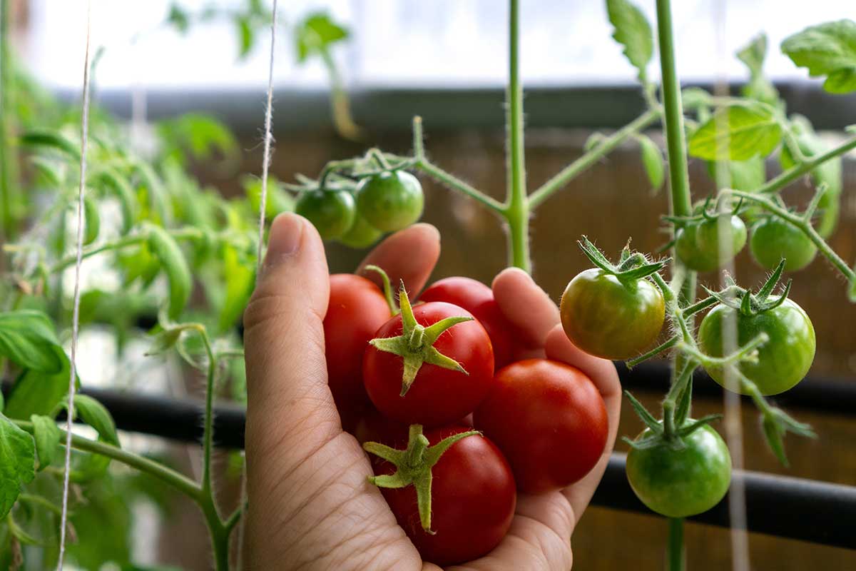 Cherry paradajky pestované na balkóne