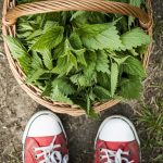 Prírodný postrek proti voškám z výluhu a zákvasu zo žihľavy