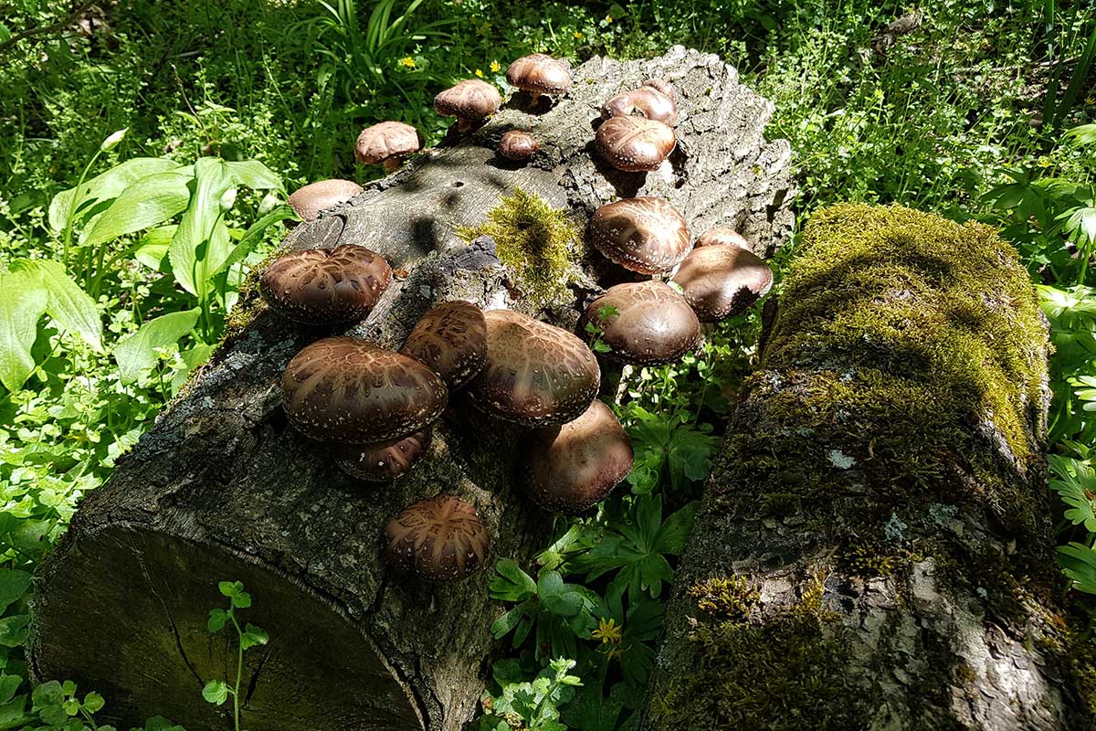 Huba shiitake pestovaná na pni v tienistej záhrade