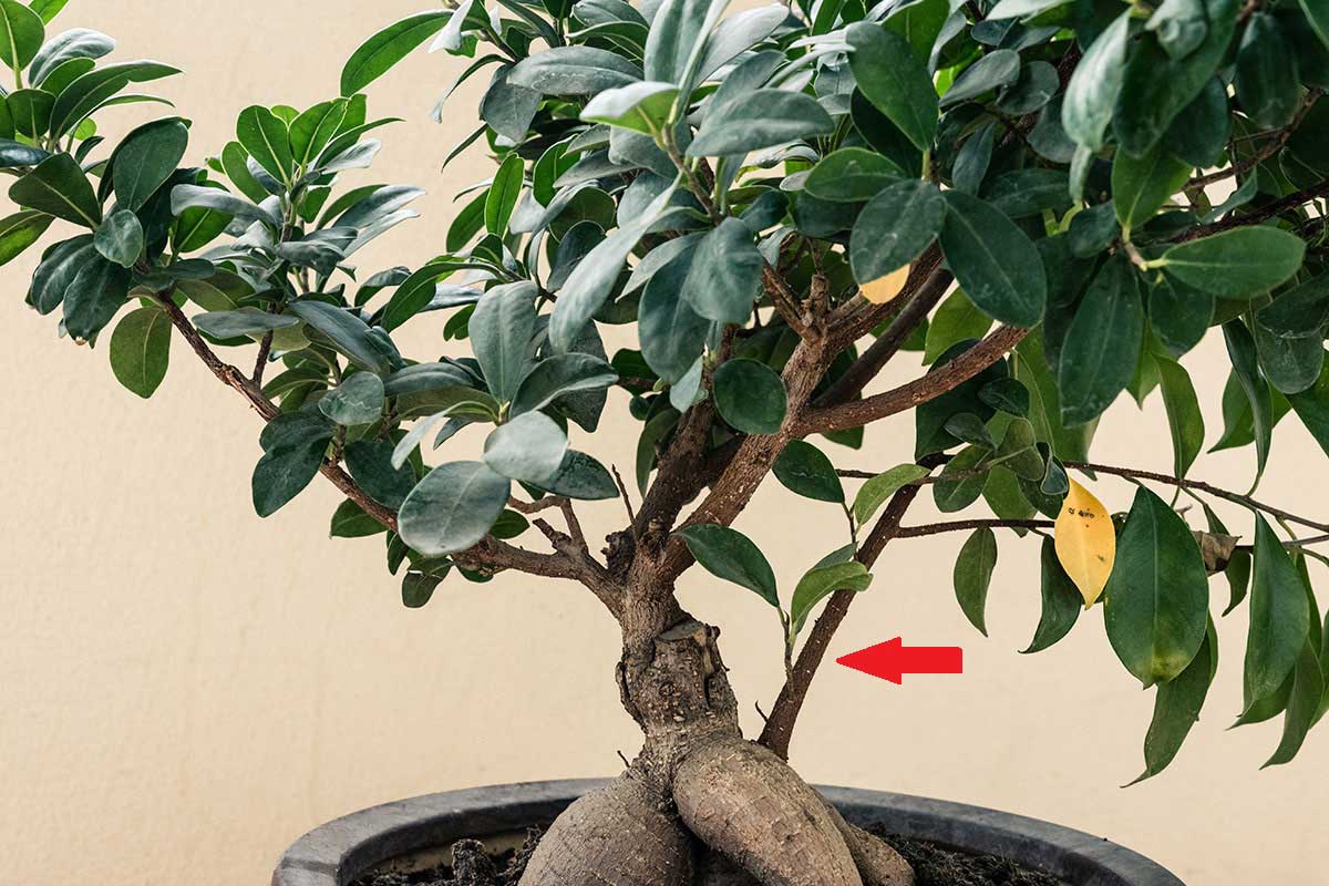 Bujnejšie výhonky na Ficus Ginseng