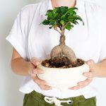 Bonsaj Ficus Ginseng