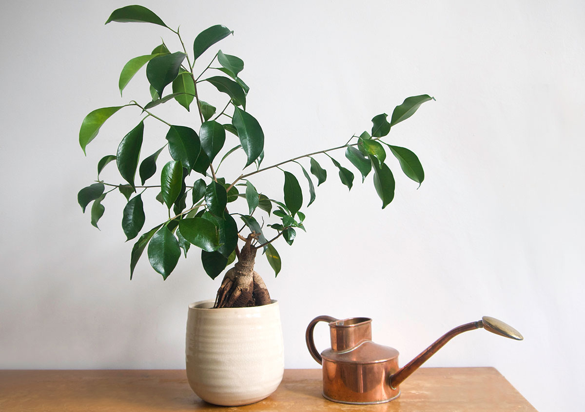 Ficus Ginseng