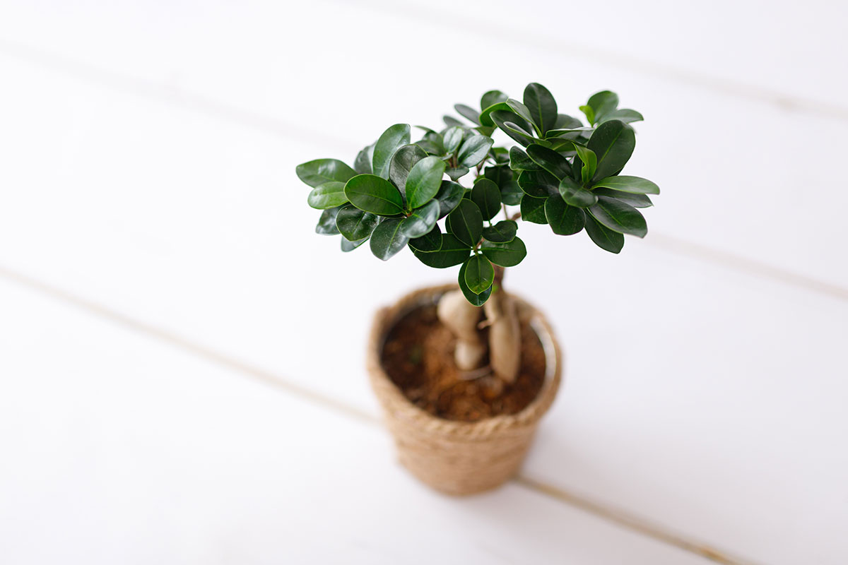 Ficus Ginseng